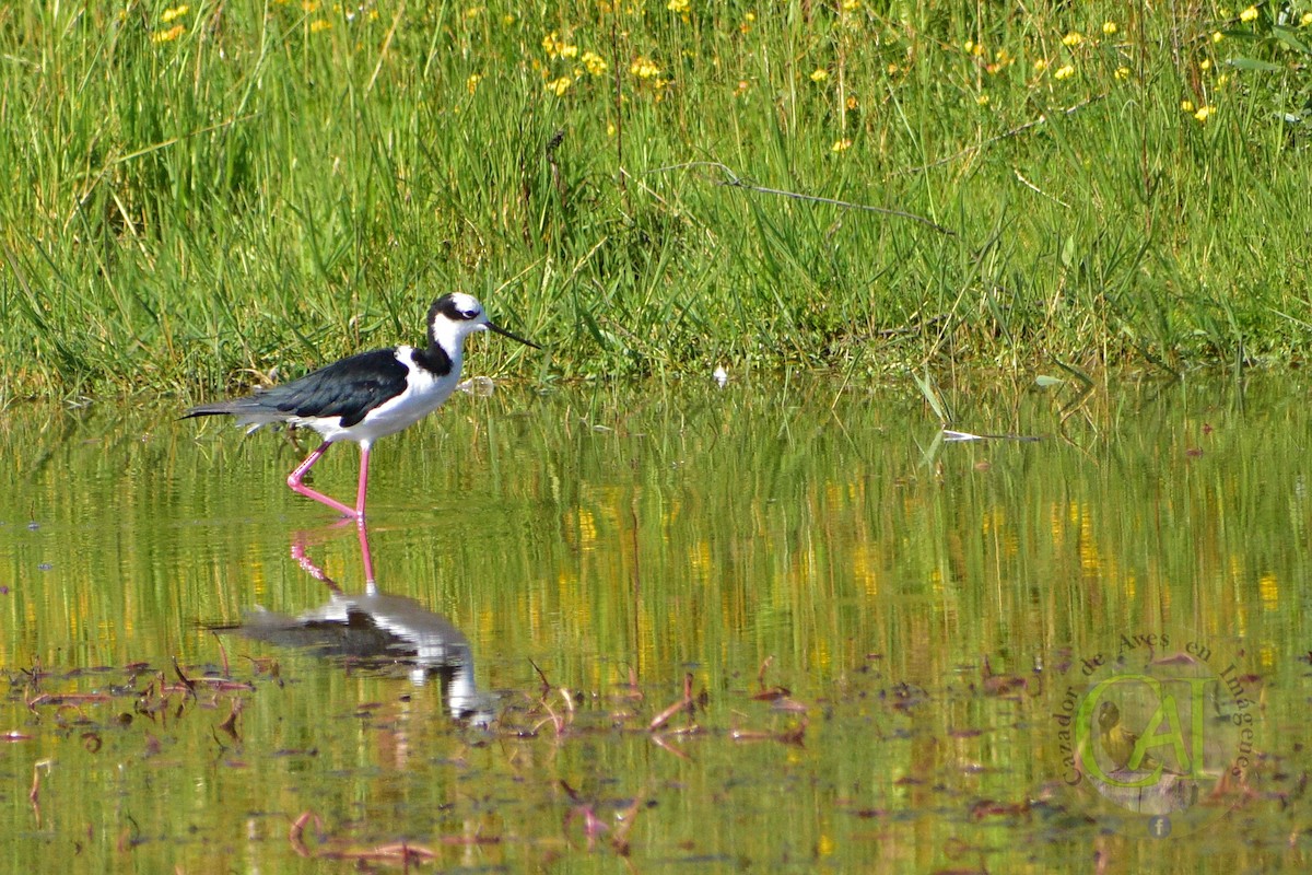 Black-necked Stilt - ML192243491