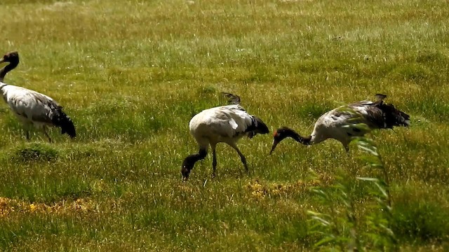 Black-necked Crane - ML192243771