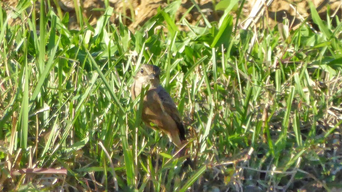 Pied Bushchat - ML192246781