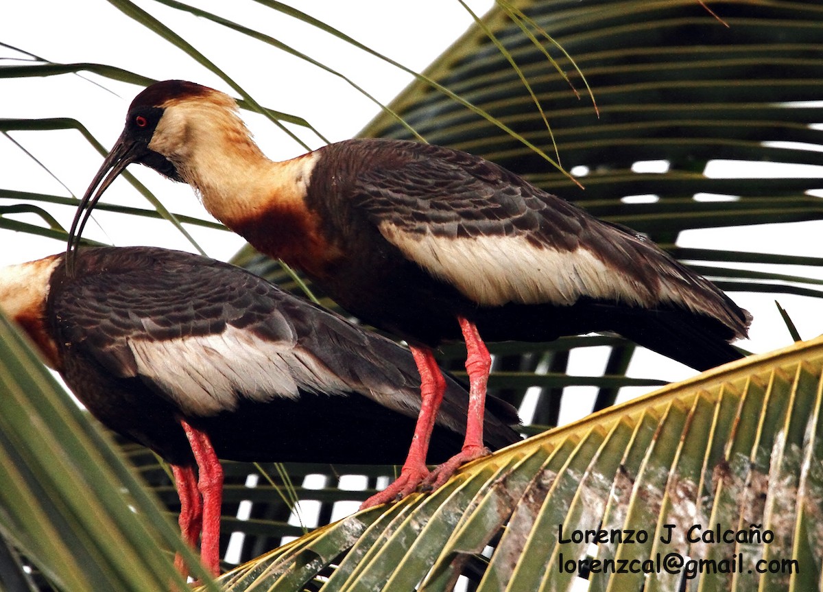 Buff-necked Ibis - Lorenzo Calcaño