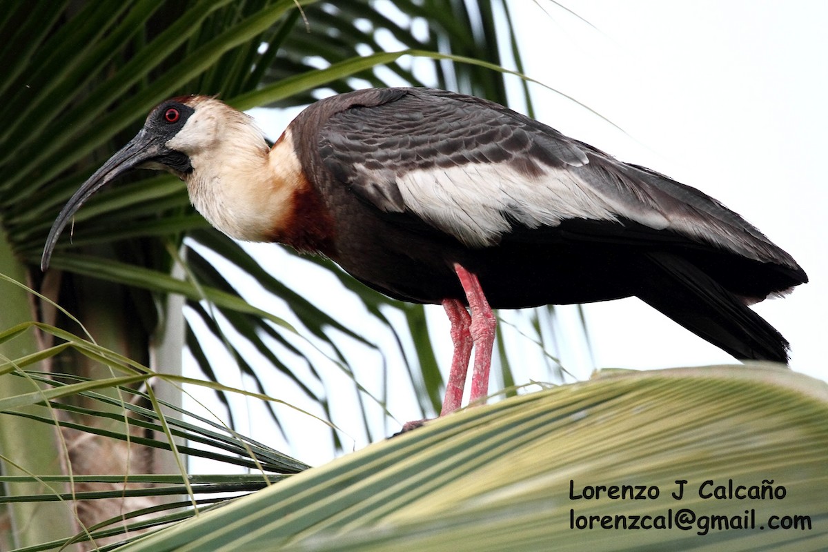 Buff-necked Ibis - Lorenzo Calcaño