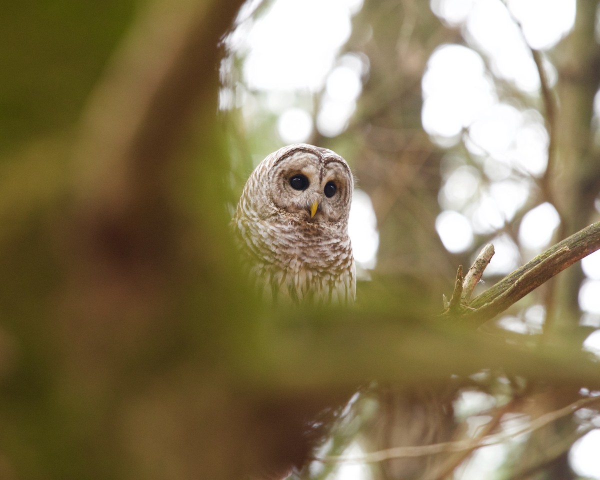 Barred Owl - Jon Cefus