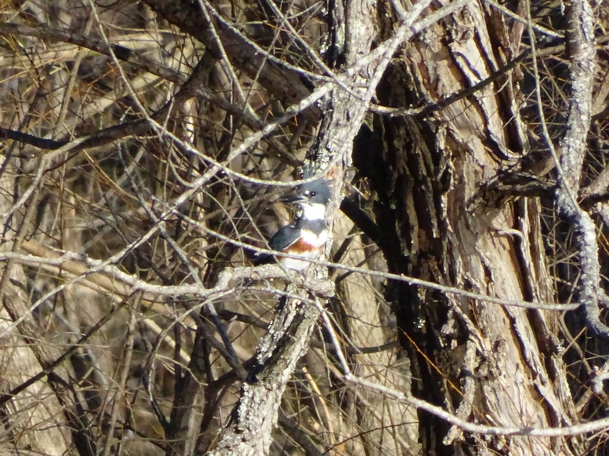 Belted Kingfisher - ML192248591