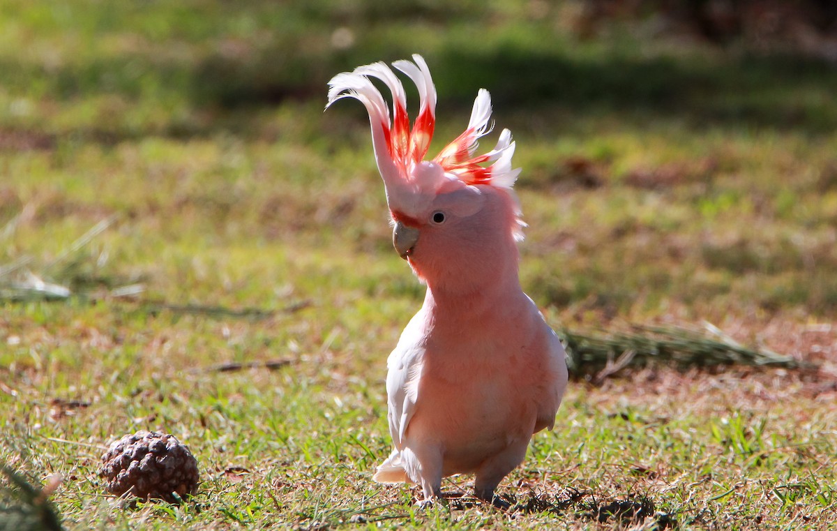 Pink Cockatoo - ML192248891