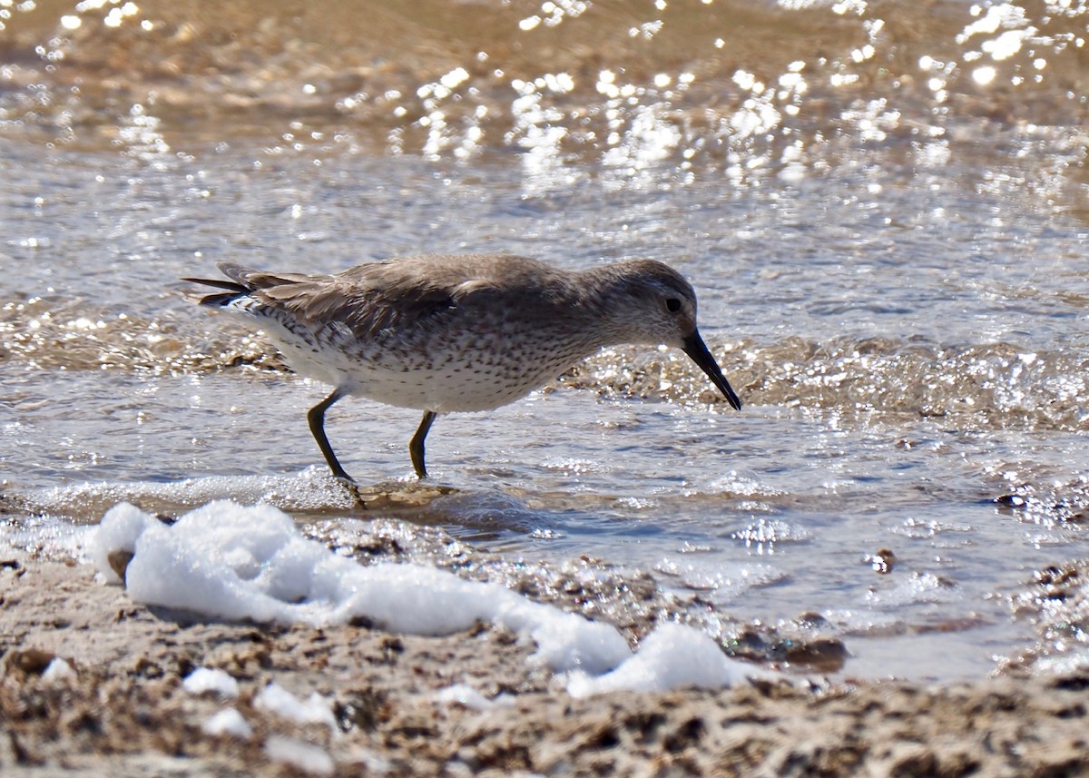 Red Knot - Ken Glasson