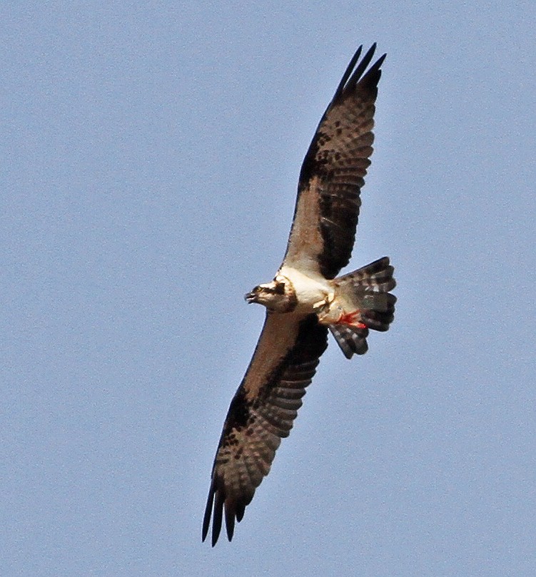 Falco pescatore - ML192250031