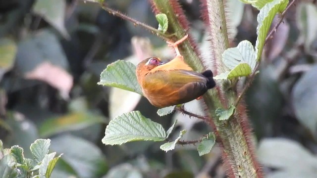 White-browed Piculet - ML192251541