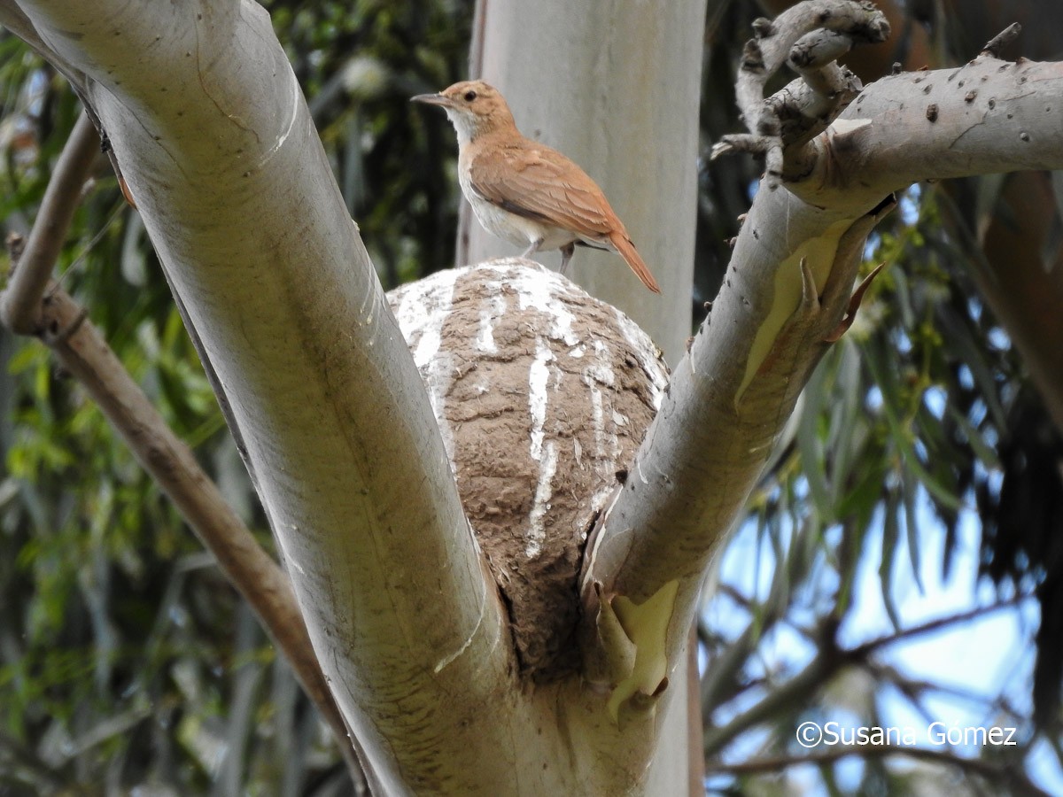 Rufous Hornero - ML192256601