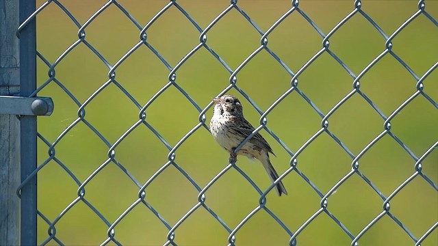 Vesper Sparrow - ML192257211