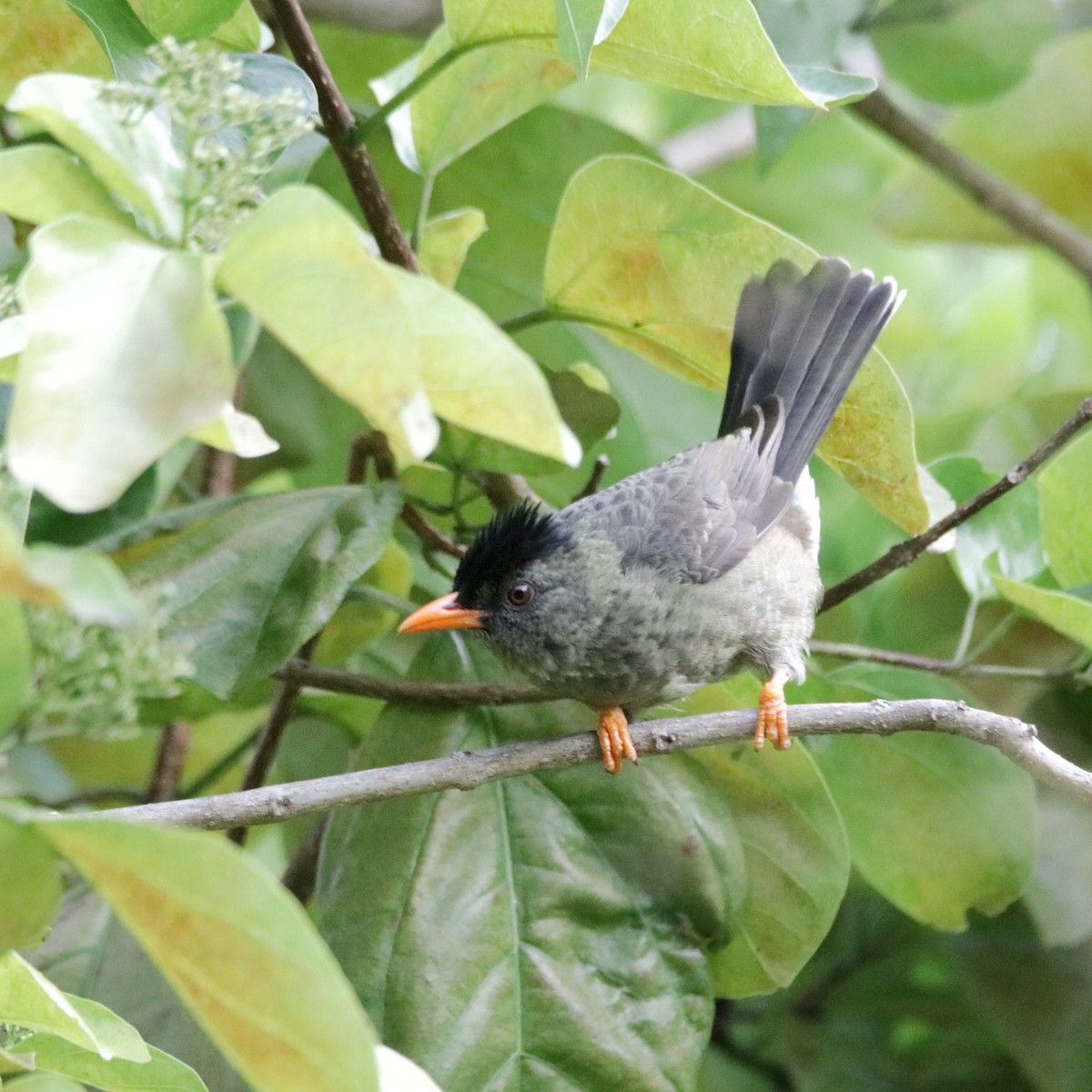 Seychelles Bulbul - Romina Bauer