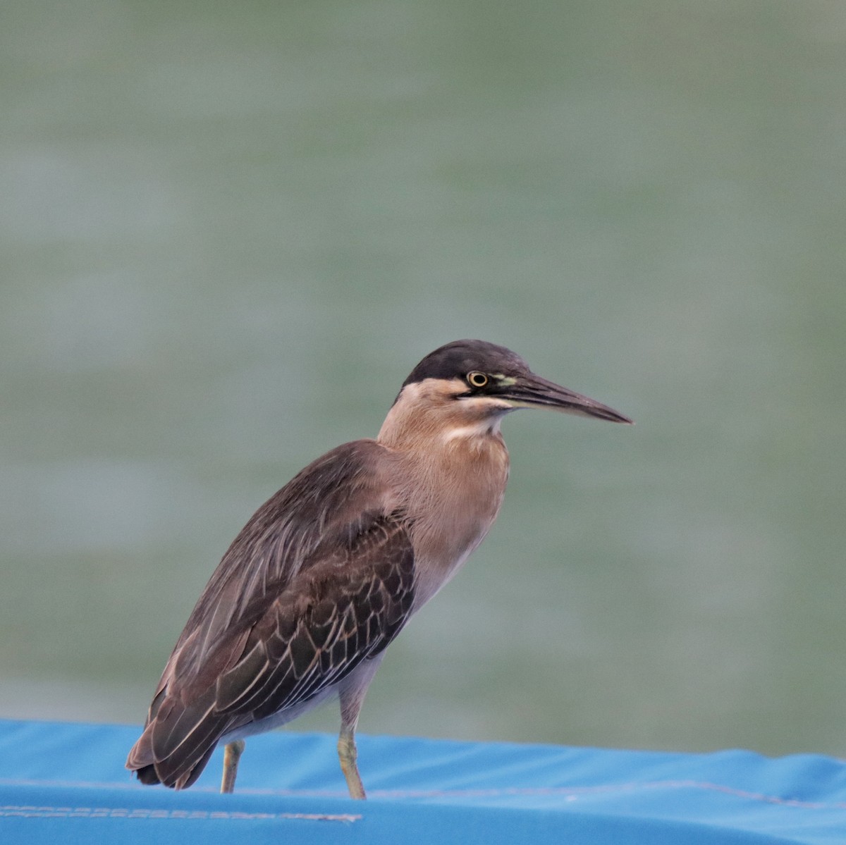 Striated Heron - ML192258131