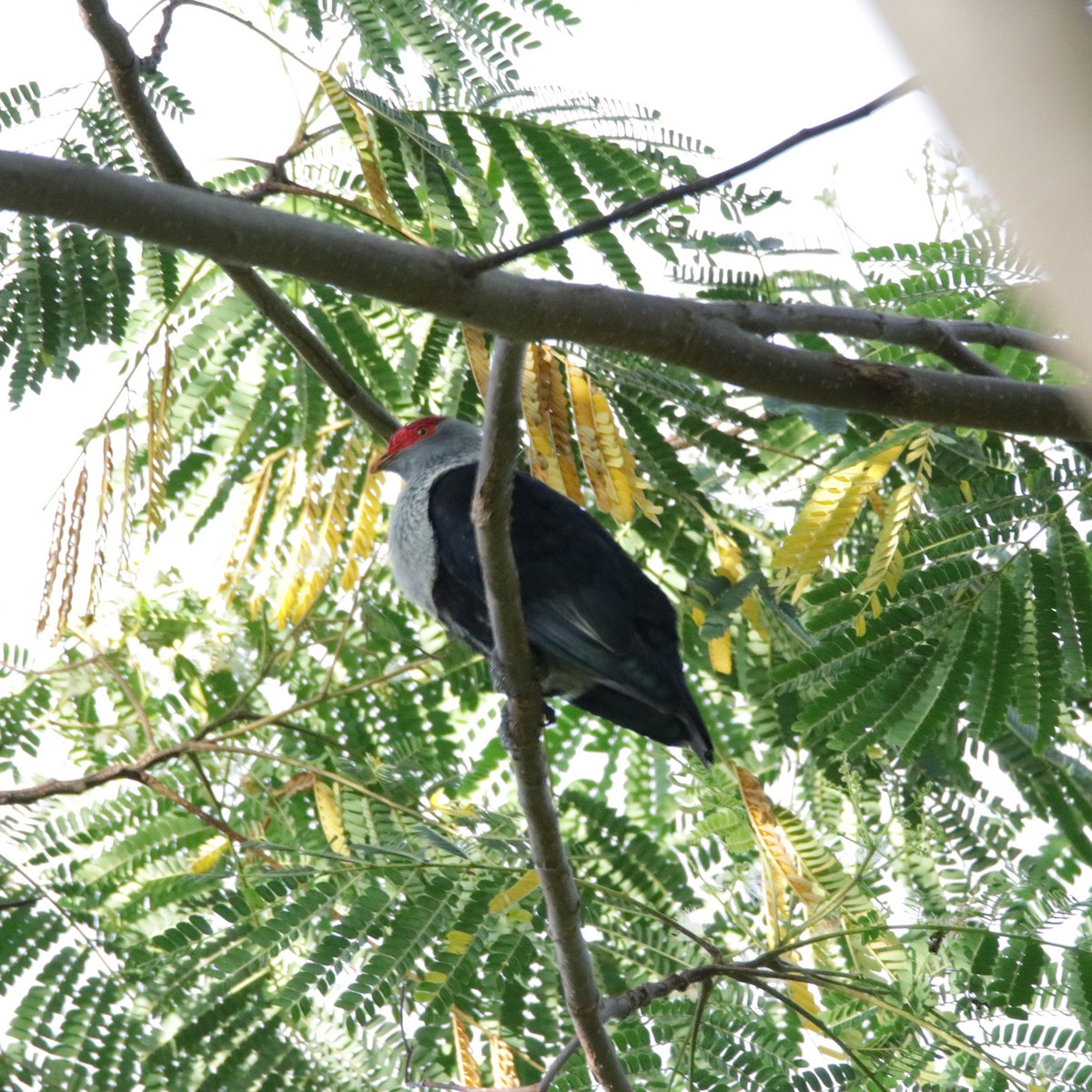 Seychelles Blue-Pigeon - ML192258151