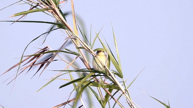 Cisticole d'Andersen - ML192258531