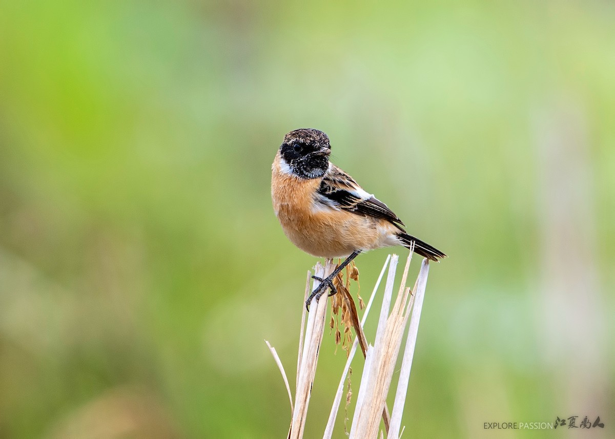 Amur Stonechat - ML192261841