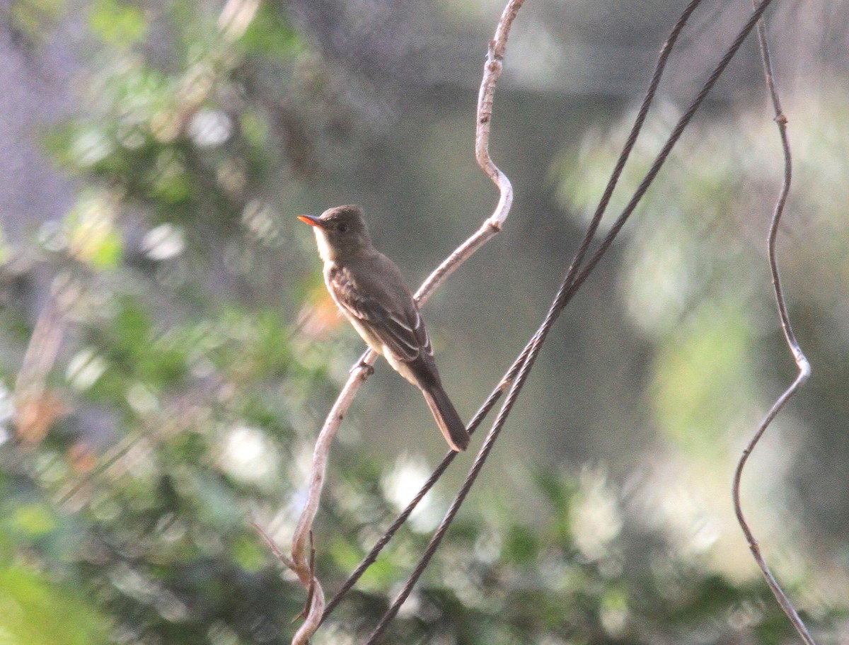 Greater Pewee - Sandy Remley