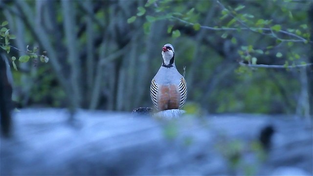 ハイイロイワシャコ - ML192263381