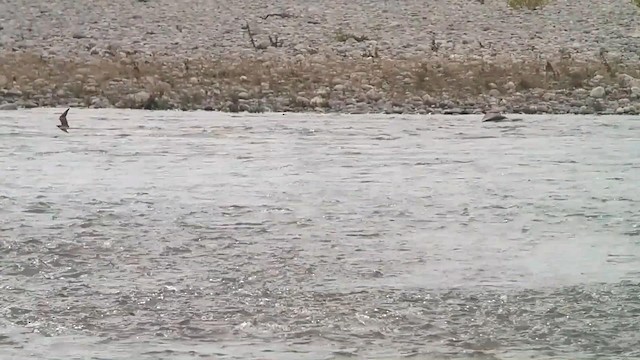 Collared Pratincole - ML192265331