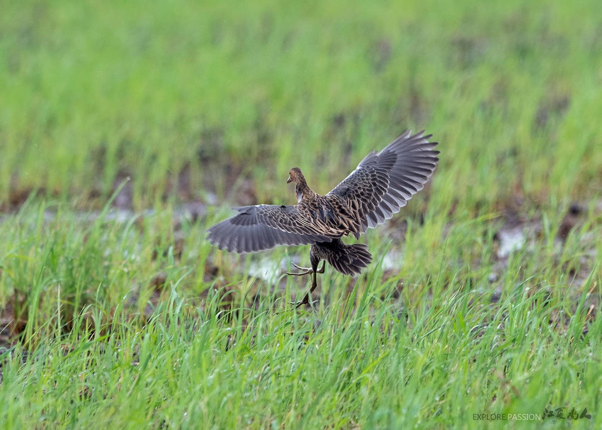 Watercock - Wai Loon Wong