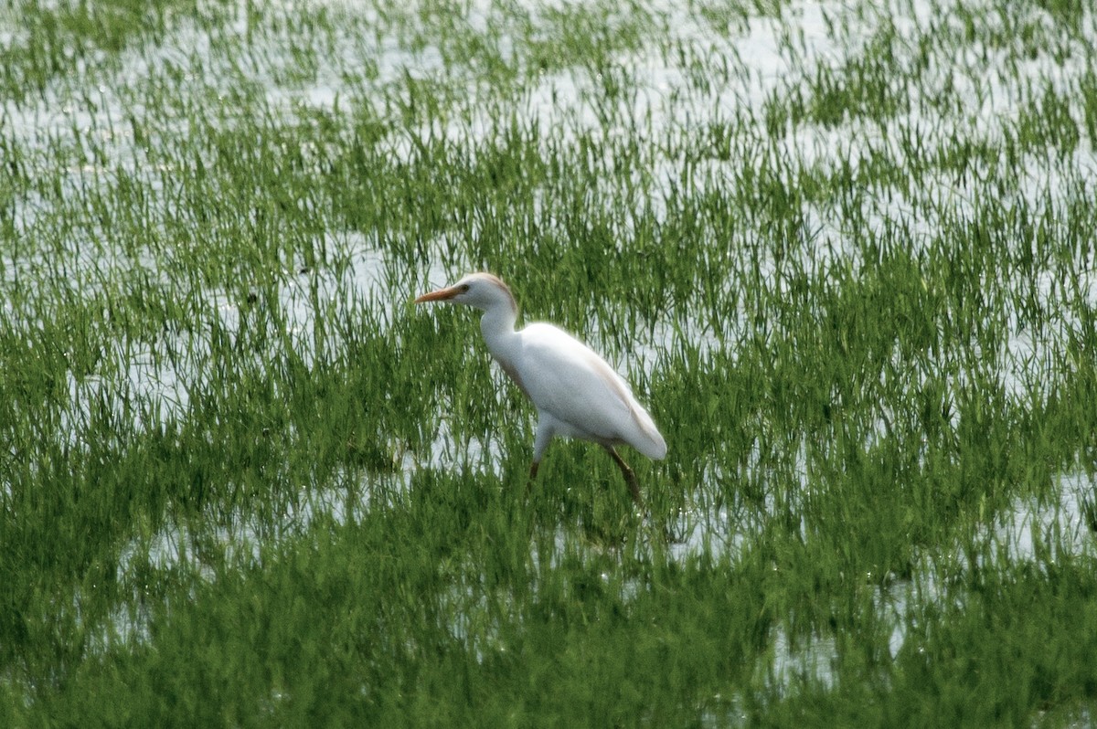 Western Cattle Egret - ML192265881