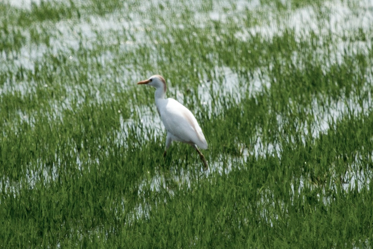 Western Cattle Egret - ML192265981