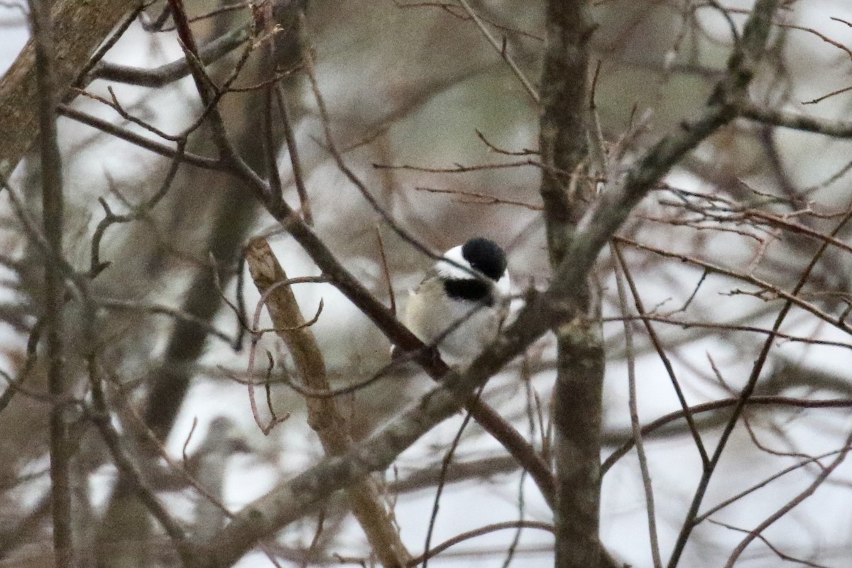 Black-capped Chickadee - Andy Sanford