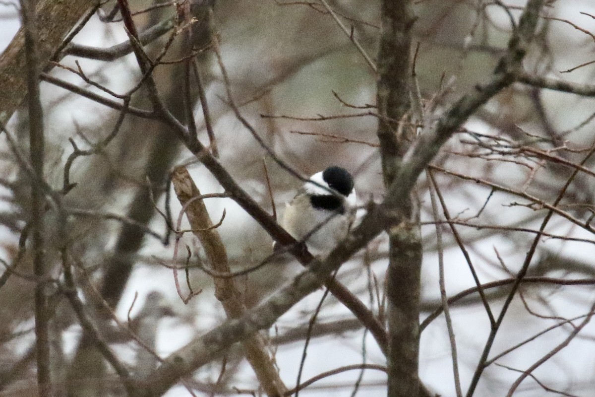 Mésange à tête noire - ML192266131