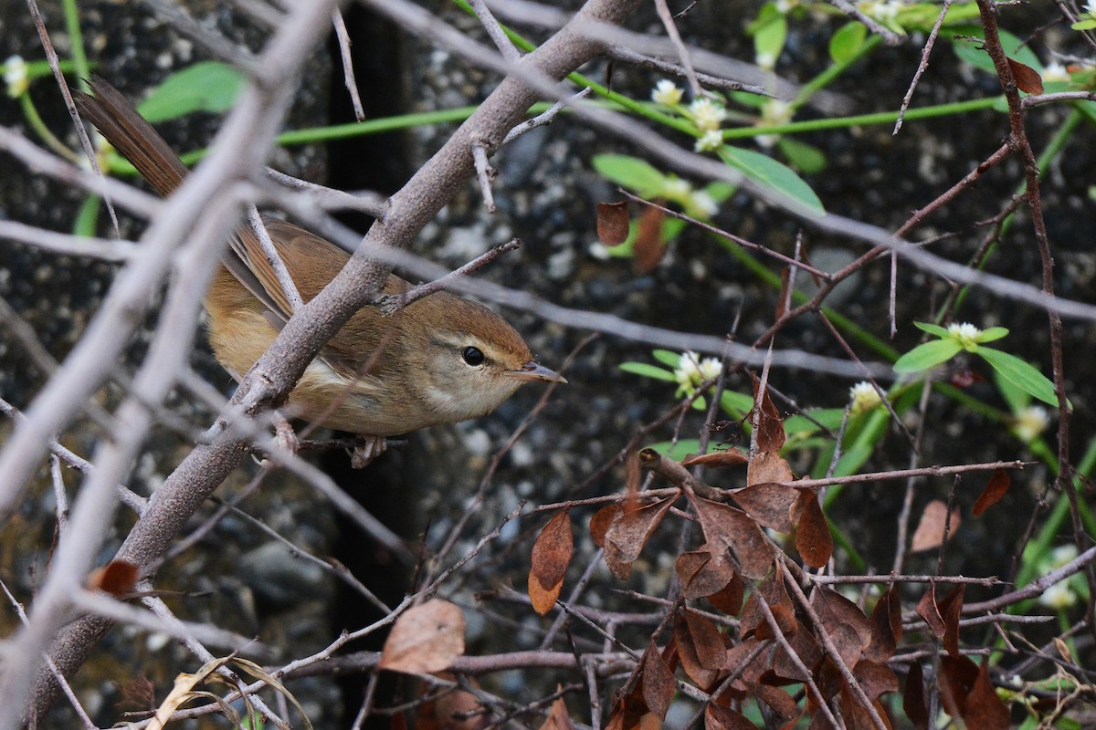 Manchurian Bush Warbler - Jhih-Wei (志偉) TSAI (蔡)