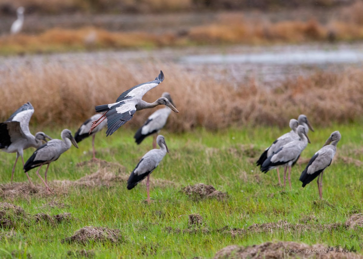 Asian Openbill - ML192266701