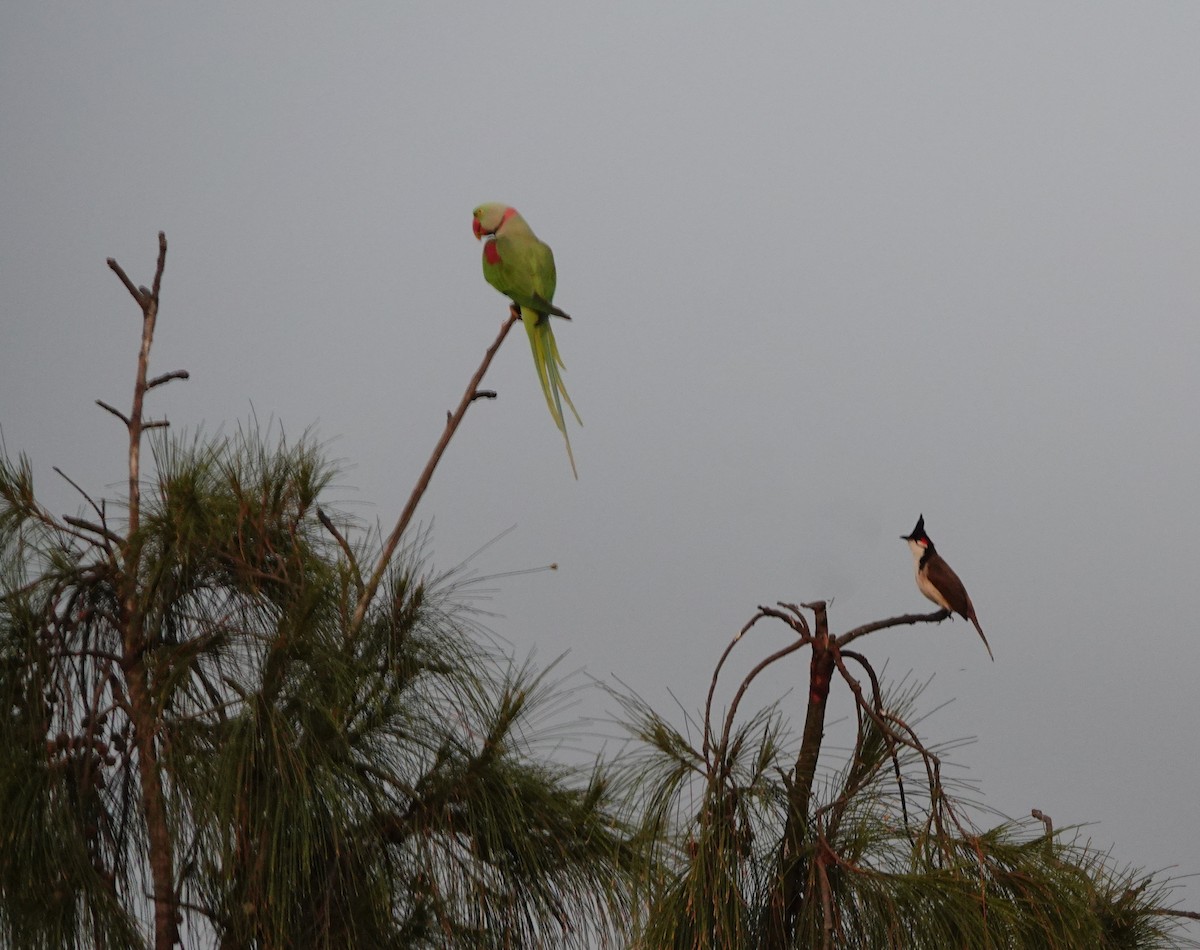 Red-whiskered Bulbul - ML192267241