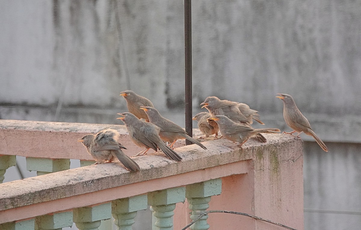 Jungle Babbler - ML192267291