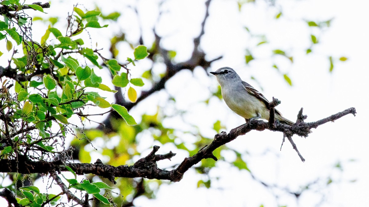 White-crested Tyrannulet (Sulphur-bellied) - ML192267301