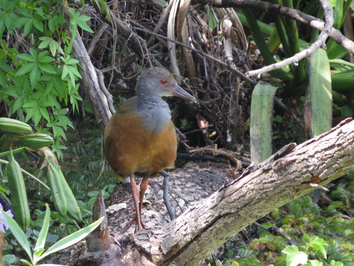 Gray-cowled Wood-Rail - ML192267921