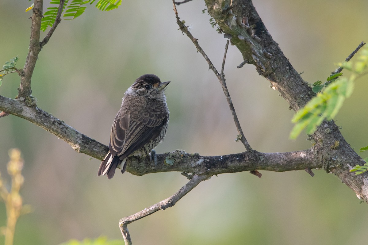 White-barred Piculet - Pablo Re