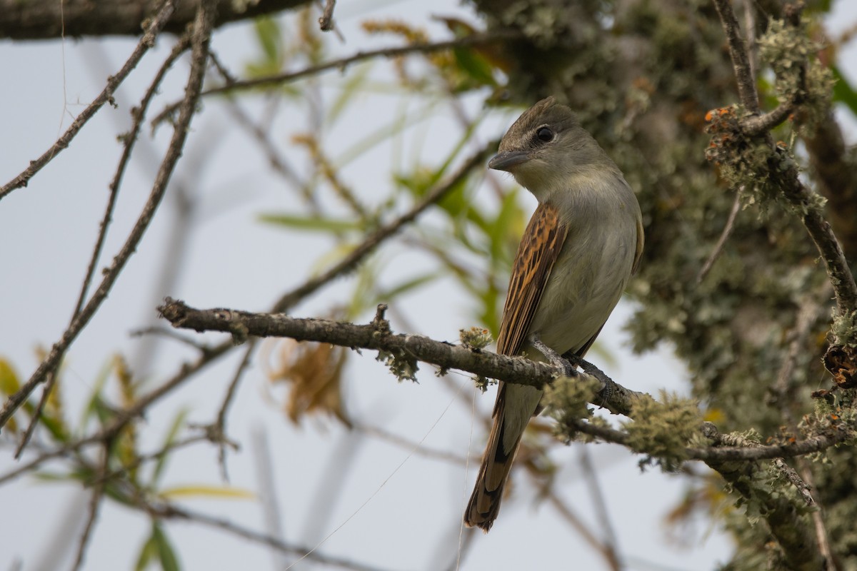 White-winged Becard - Pablo Re