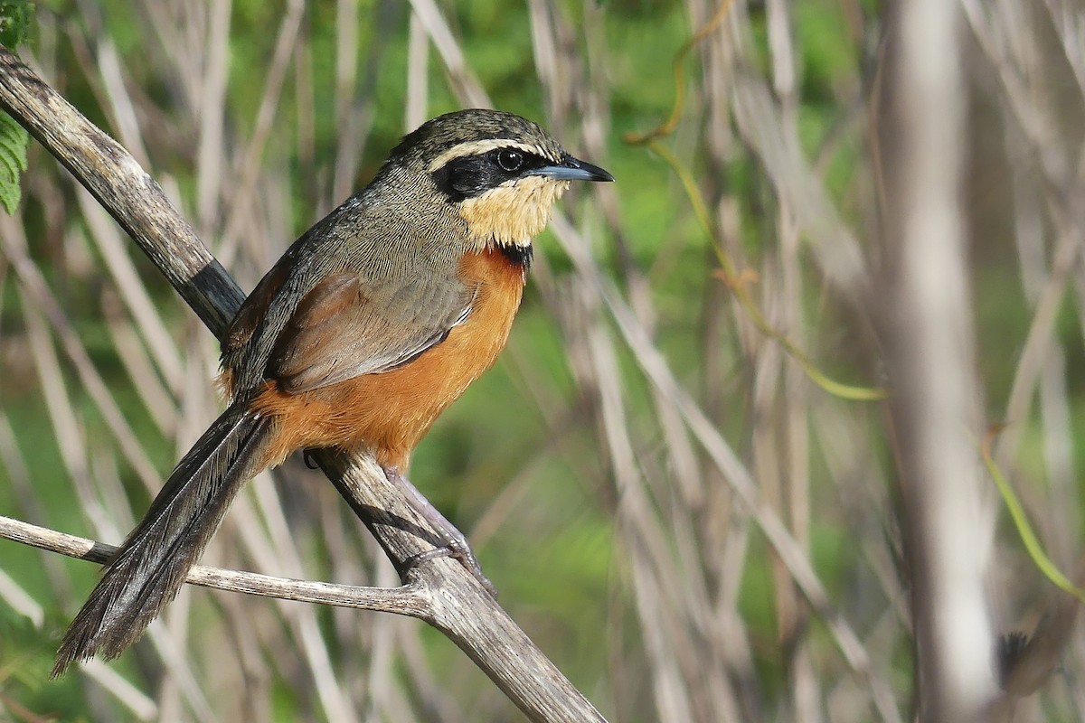 Olivscheitel-Bandvogel - ML192270001