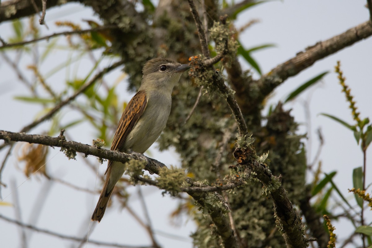 White-winged Becard - ML192270011