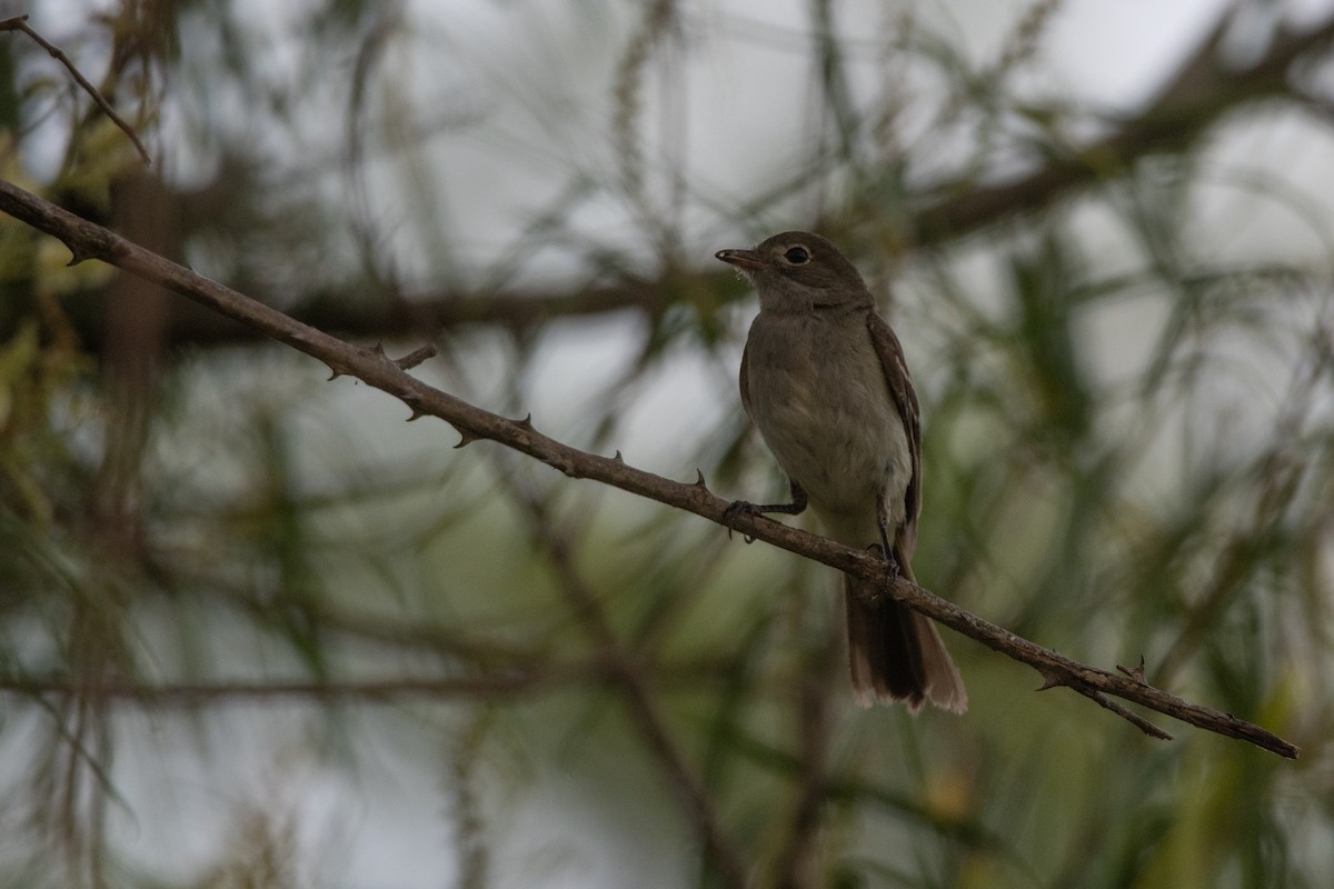 Small-billed Elaenia - ML192270171