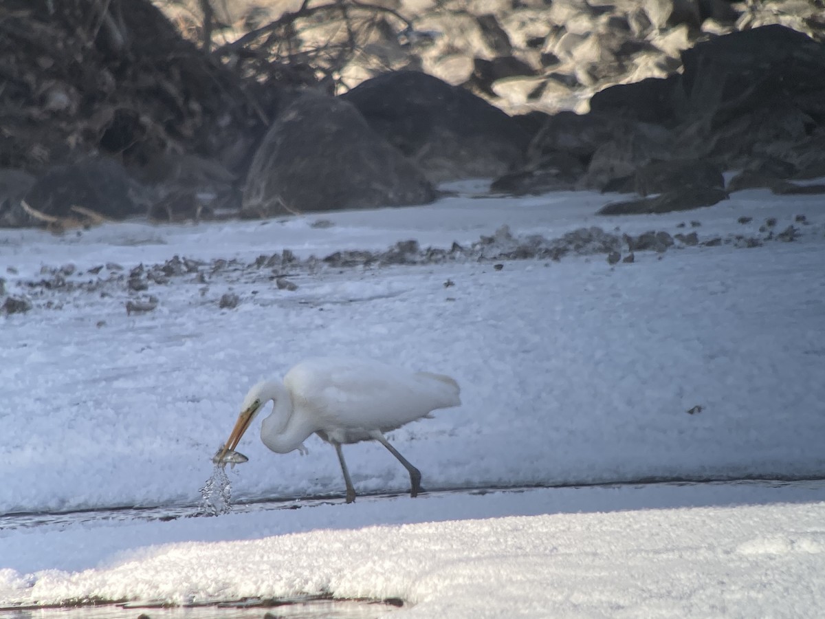 Great Egret - ML192270601