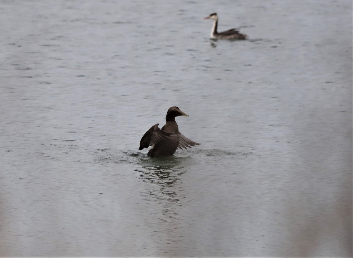 Common Eider - ML192271041