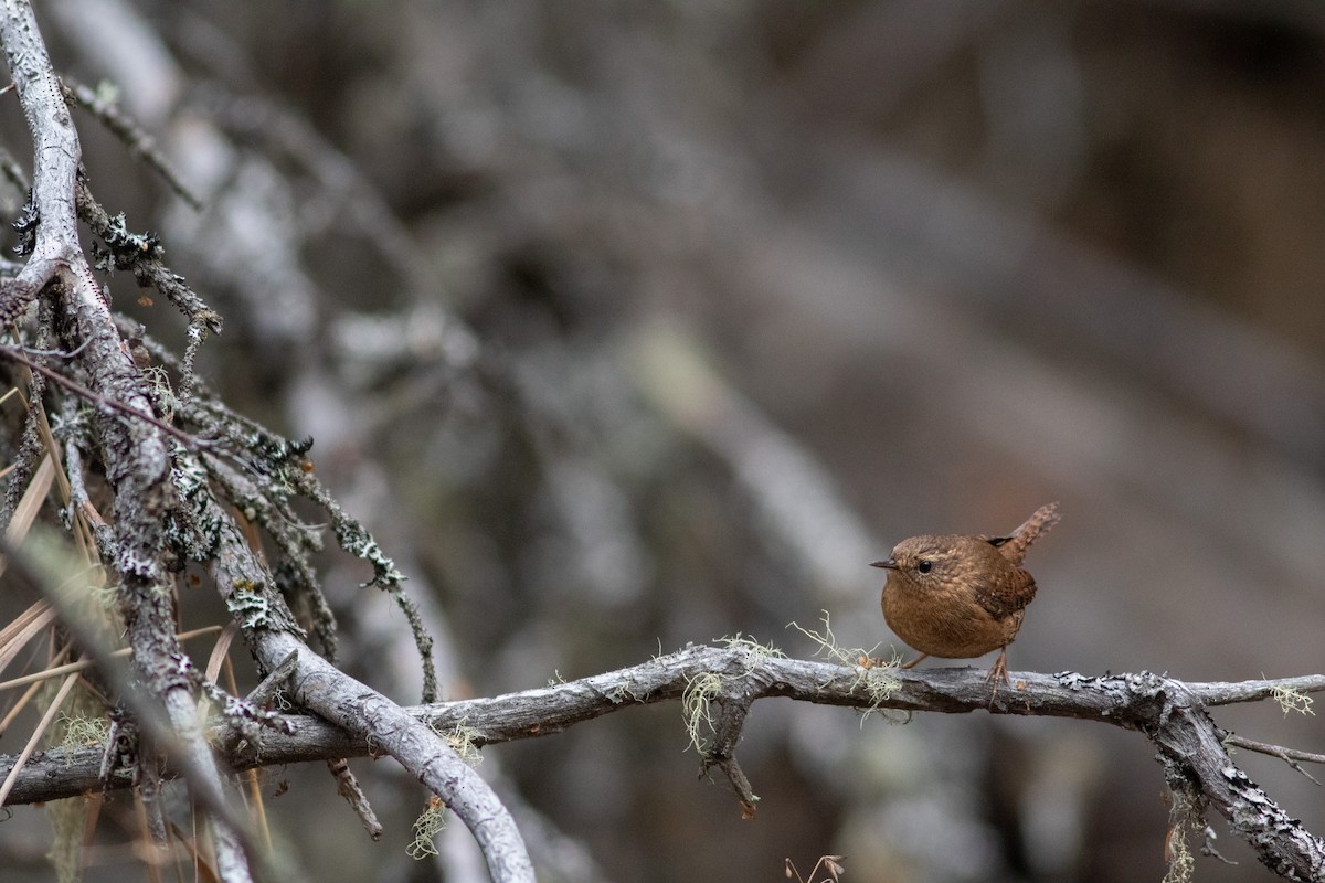 Pacific Wren - ML192271101