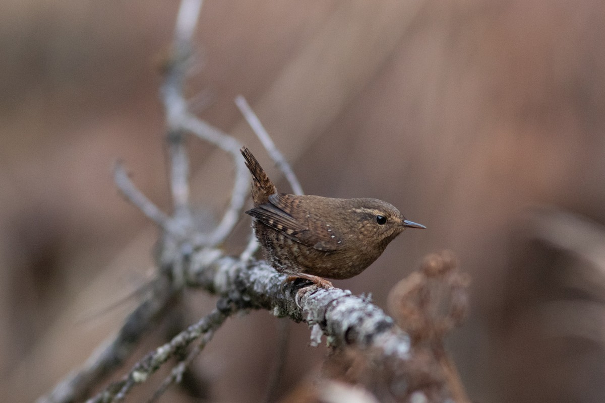 Pacific Wren - ML192271131