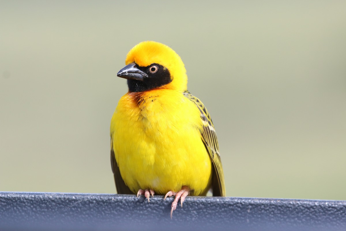 Speke's Weaver - ML192271181