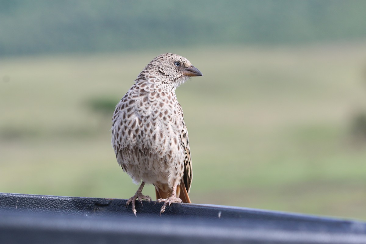 Rufous-tailed Weaver - ML192271221