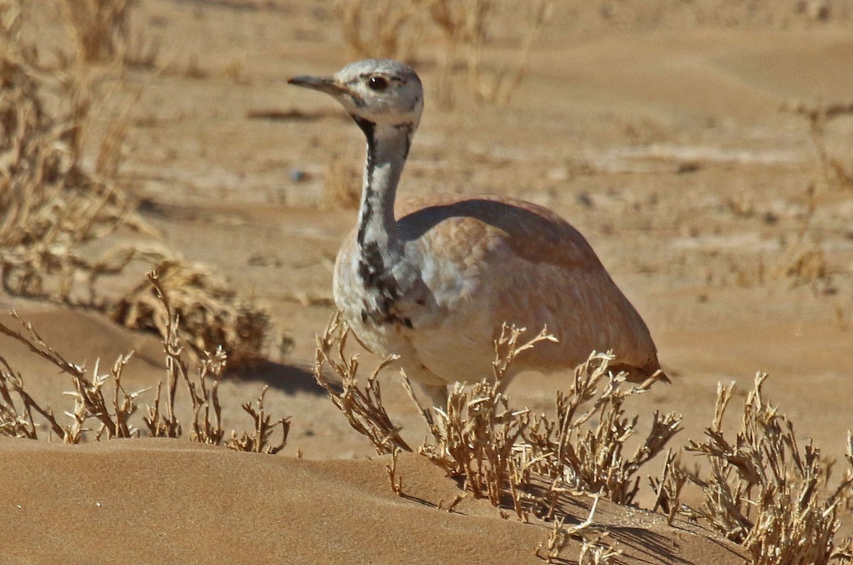 Rüppell's Bustard - ML192272191