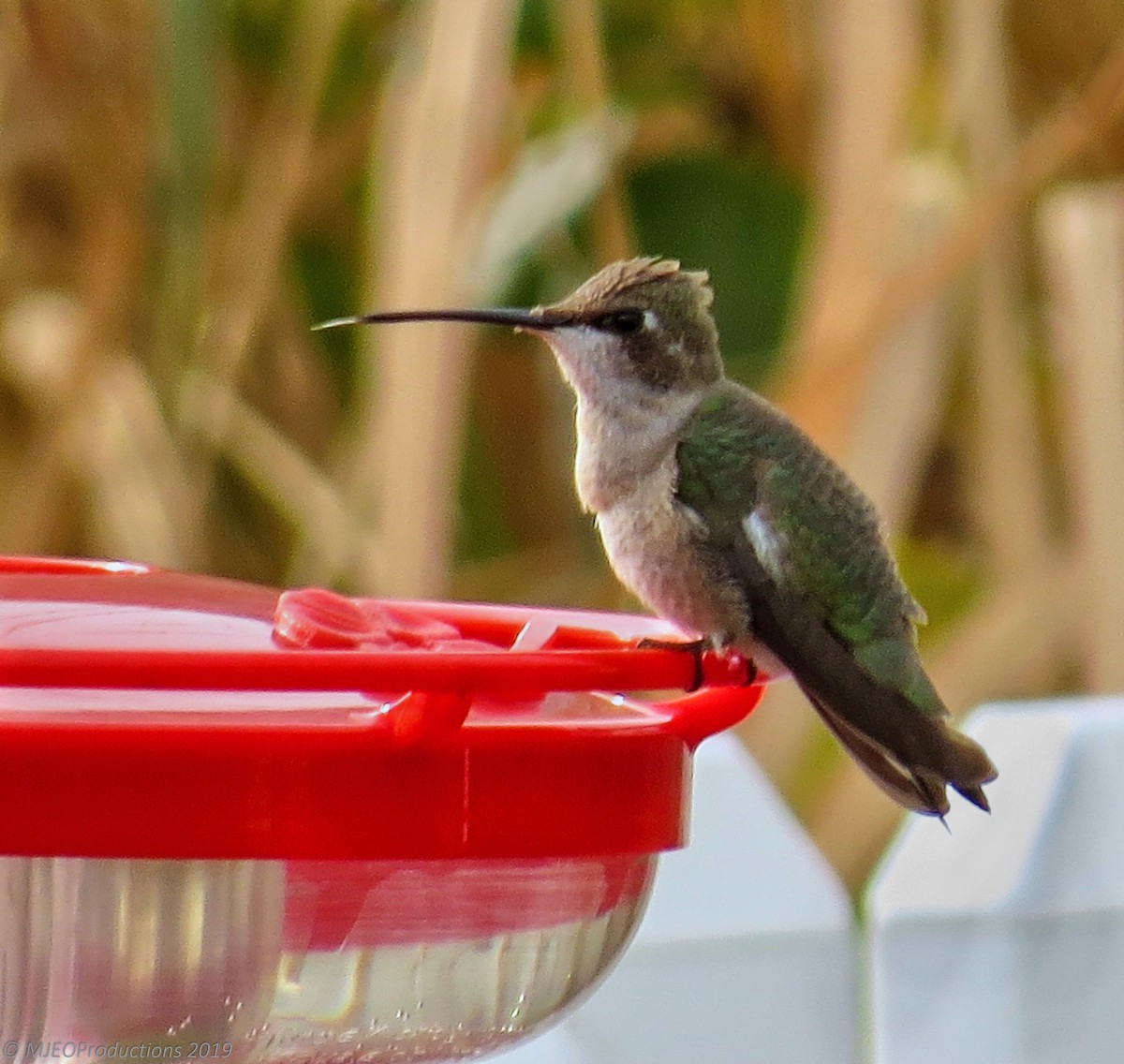 Black-chinned Hummingbird - ML192272201