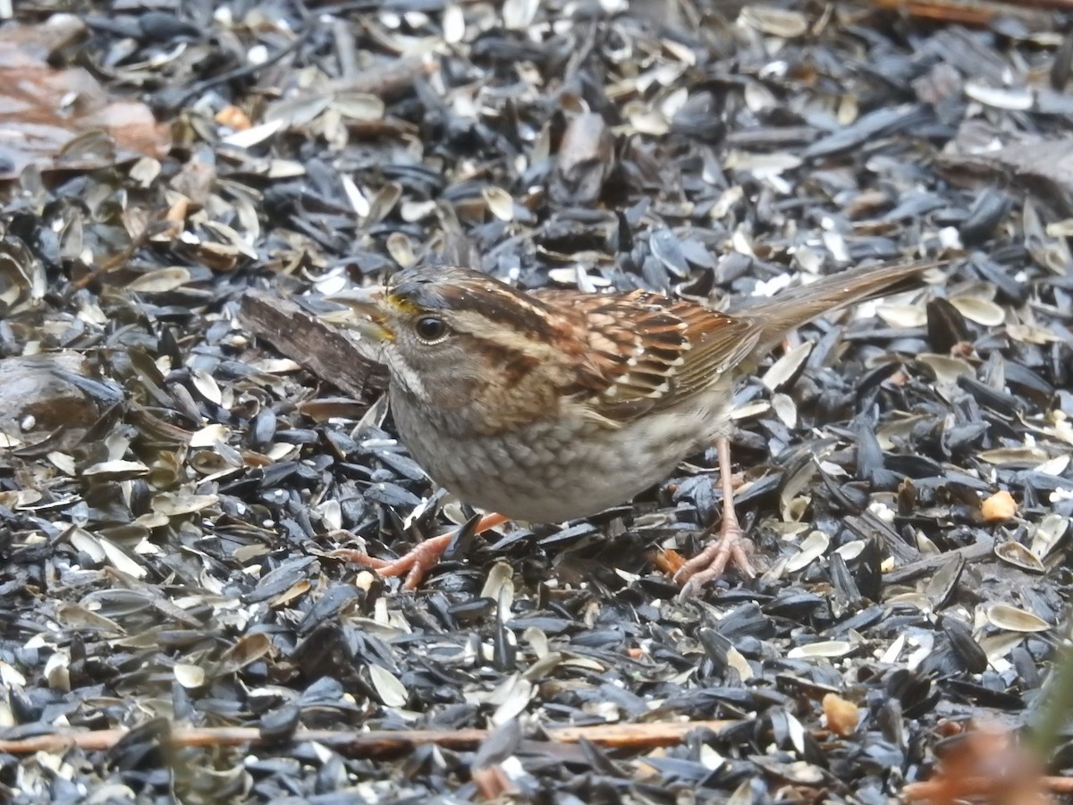 White-throated Sparrow - Adam Zorn