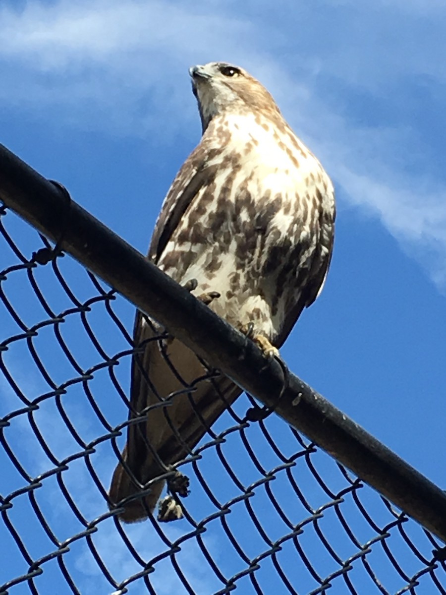 Red-tailed Hawk - ML192272461