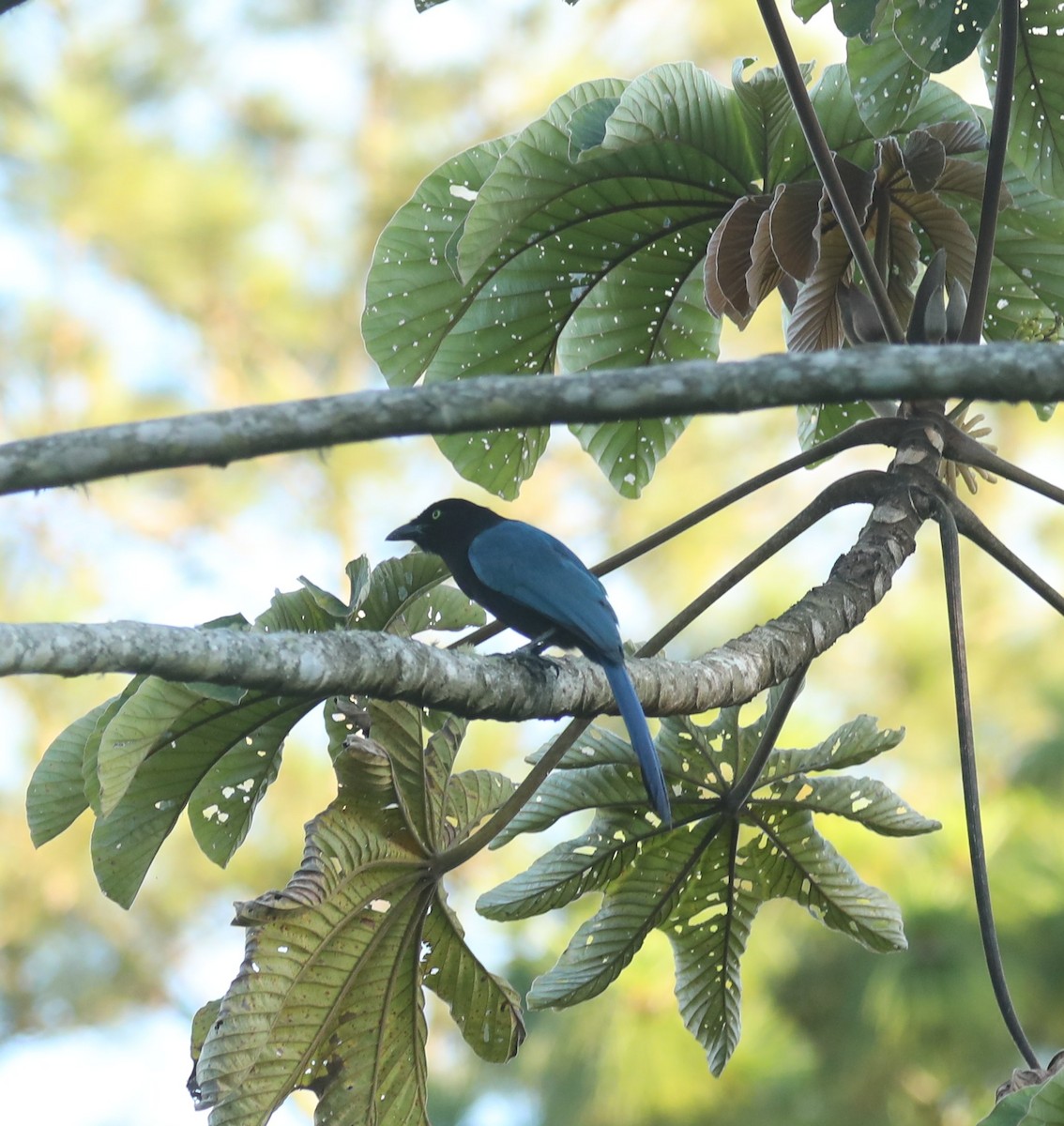 Bushy-crested Jay - ML192272651