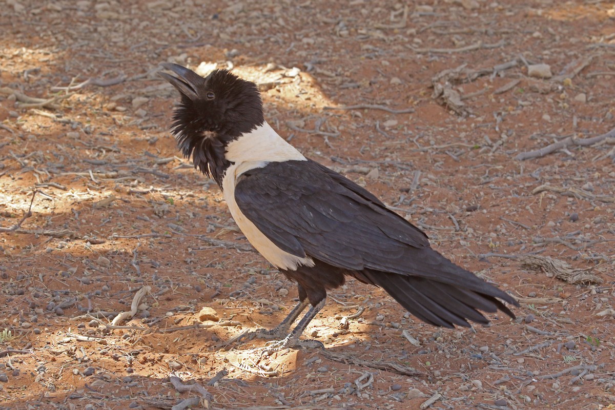 Pied Crow - ML192272681