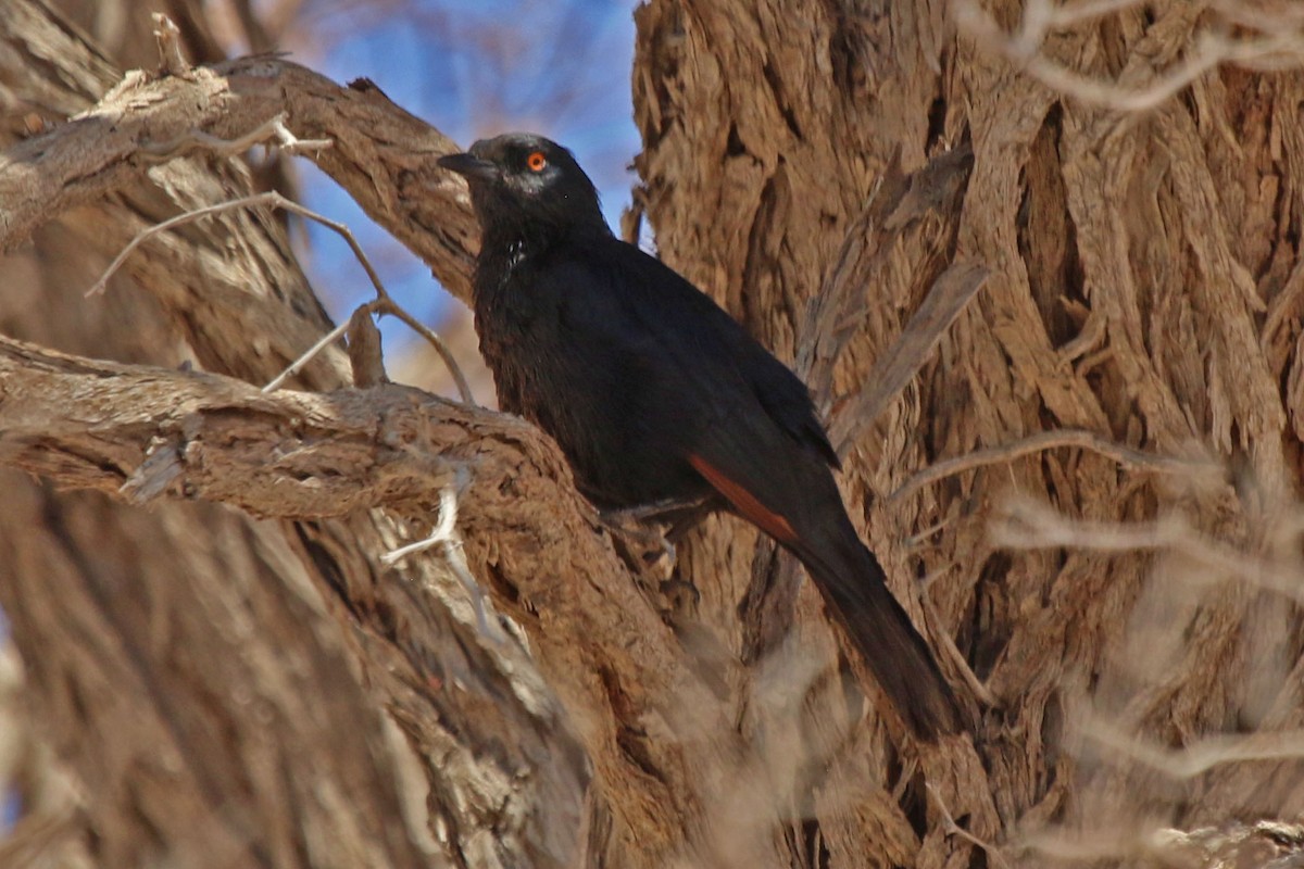 Pale-winged Starling - ML192273701